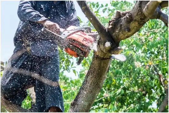 tree services Peter